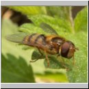 Epistrophe melanostoma - Gelbhaarige Wiesenschwebfliege m04.jpg